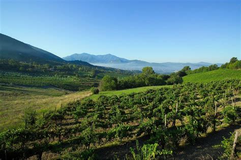 Italy’s Irpinia Wine Region: ‘A Huge Genetic Database’ 